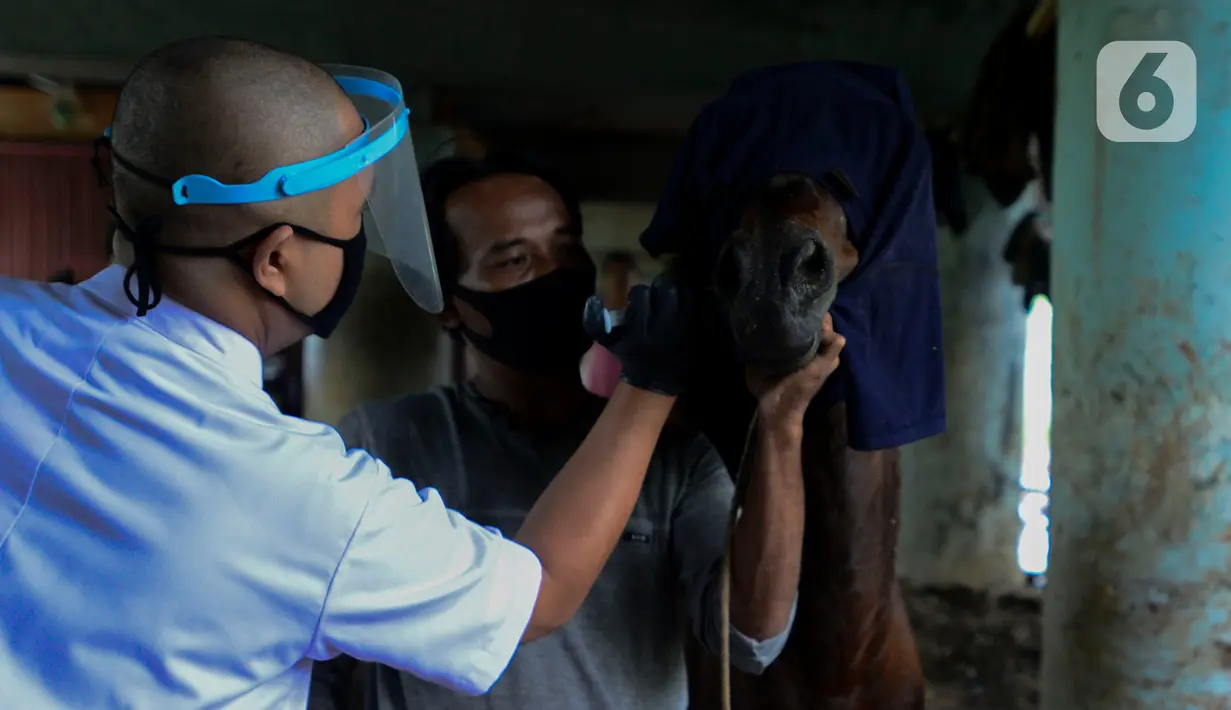 Dokter hewan Dinas Ketahanan Pangan, Kelautan dan Pertanian (KPKP) memeriksa kesehatan kuda delman di Jakarta, Sabtu (9/5/2020). Kegiatan tersebut dilakukan untuk memberi bantuan pakan dan pemeriksaan kesehatan kuda delman yang tidak beroperasi saat PSBB Jakarta. (merdeka.com/Imam Buhori)