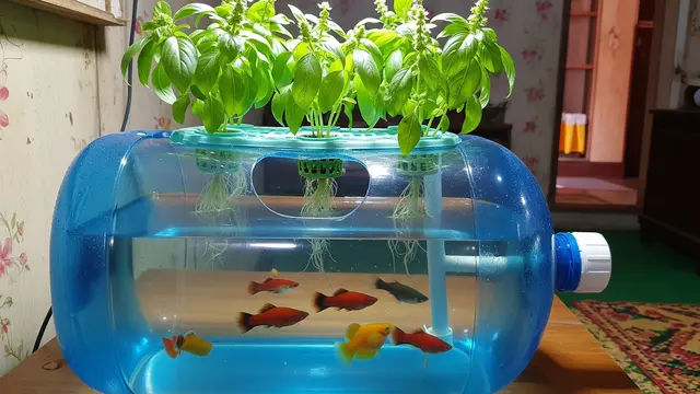 Tanaman Kemangi dan Ikan Platty untuk Aquaponik Galon Bekas