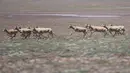 Kawanan antelop Tibet di dekat Danau Zonag di cagar alam nasional Hoh Xil, China (14/7/2020). China menempatkan spesies ini di bawah perlindungan utama negara. (Xinhua/Zhang Long)