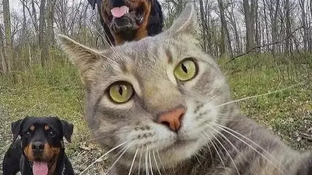 6 Ekspresi Kucing Selfie Ini Bikin Gemas Maksimal, Lucu Banget
