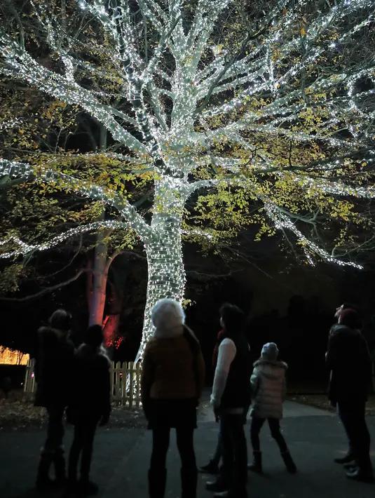 Pengunjung melihat pohon yang diterangi lampu-lampu untuk acara  "Christmas at Kew Gardens" di Kebun Botani Kew, London, 21 November 2018. Momen langka ini mulai dibuka untuk publik dimulai pada 22 November 2018 hingga 5 Januari 2019. (AP /Frank Augstein)