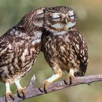 Simak berbagai tingkah burung hantu berikut ini.