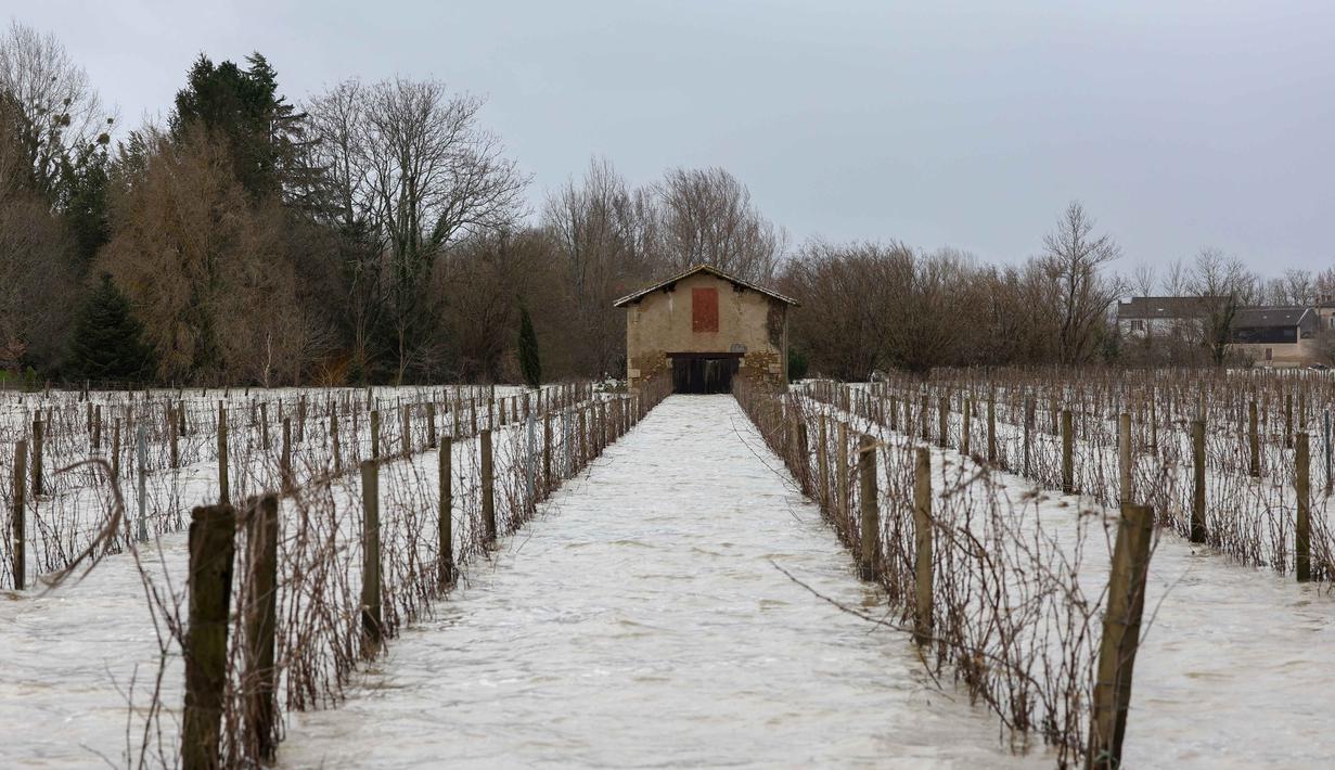 Hal ini memecahkan rekor pada tahun 2023. Tampak foto yang menunjukkan kondisi sebuah rumah dan kebun anggur yang terendam banjir setelah hujan lebat yang menyebabkan banjir Sungai Garonne di Sainte-Croix-du-Mont, Prancis barat pada Kamis 19 Februari 2026. (ROMAIN PERROCHEAU/AFP)