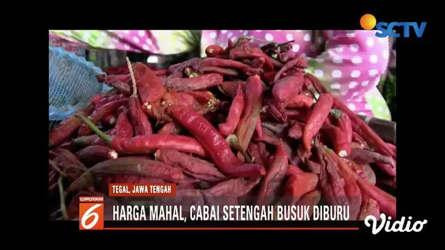 Mahalnya harga cabai, membuat cabai setengah busuk atau biasa disebut cabai sortiran, diburu konsumen di Kota Tegal, Jawa Tengah.