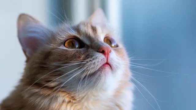 Sejumlah Alasan yang Bikin Kucing Benci dan Takut Air
