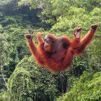 Walau disebut sebagai ekowisata, namun ternyata punya dampak buruk bagi lingkungan.