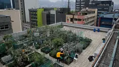 Suasana saat para pekerja memanen sayur dan buah di sebuah kebun yang berada di atap gedung industri di Hong Kong, Minggu (18/3). Bercocok tanam di atap sebuah gedung menjadi tren unik di Hong Kong. (AP Photo/Kin Cheung)
