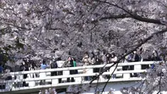 Orang-orang yang mengenakan masker sebagai tindakan pencegahan terhadap virus corona COVID-19 mengambil gambar bunga sakura yang mekar penuh di sebuah taman di Seoul, Korea Selatan, Jumat (8/4/2022). (AP Photo/Ahn Young-joon)