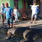 Buaya sepanjang 4.7 meter dievakuasi warga Gorontalo Utara usai terperangkap pukat (Arfandi Ibrahim/Liputan6.com)