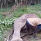 Seekor gajah liar ditemukan mati di sekitar Kantong Tesso Tenggara, Kabupaten Pelalawan. (Liputan6.com/ Dok Ist BKSDA Riau)
