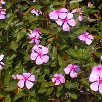 Tapak Dara | via: healthymegazine.com