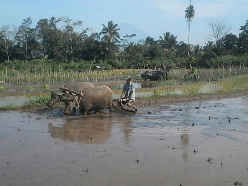 Seorang petani dusun Tutup Duwur Kecamatan Dukun Magelang sedang membajak sawahnya di kaki Merapi dengan kerbaunya. (foto : Liputan6.com / edhie prayitno ige)