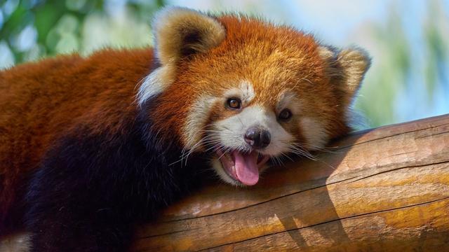 Red Panda