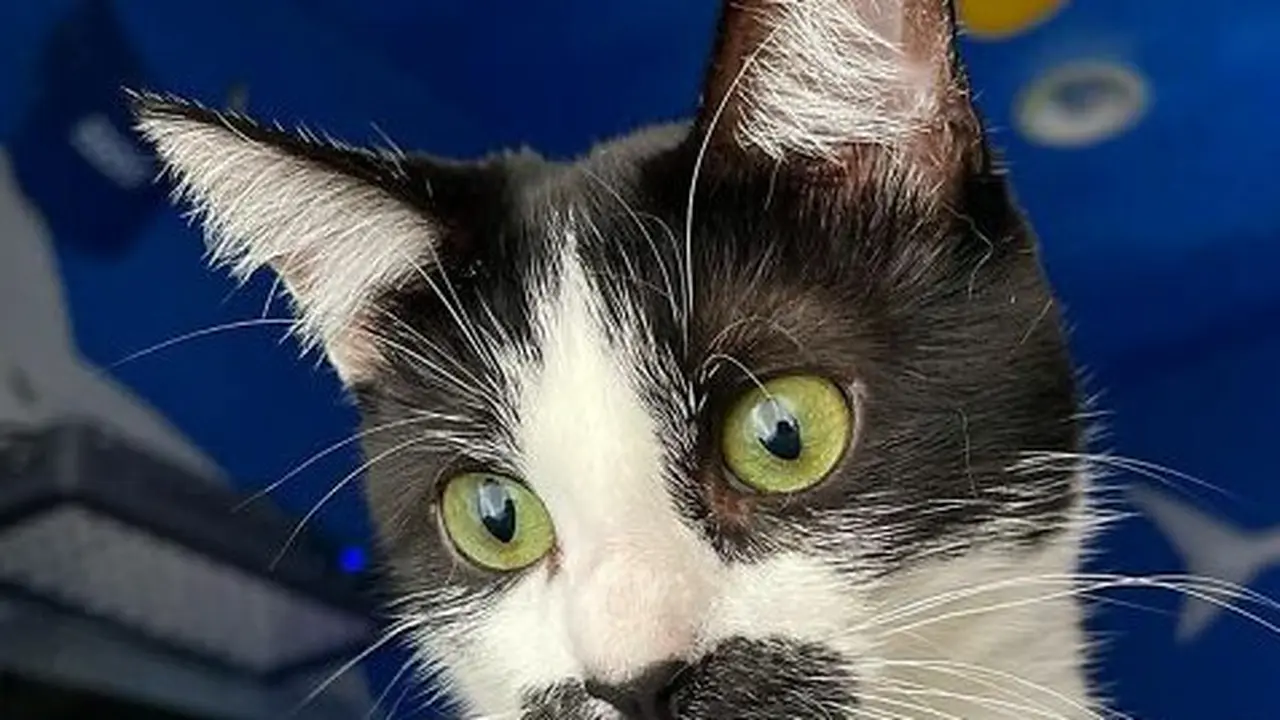 Punya Kumis Seperti Manusia, Kucing Ini Bikin Gemas Warganet