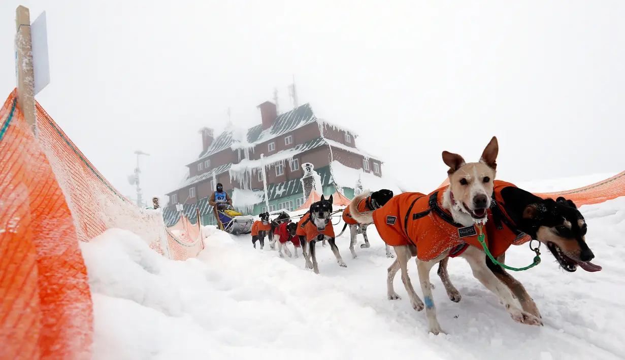 Pengemudi kereta luncur anjing menembus salju saat mengikuti lomba Sedivackuv Long di Destne v Orlicky Horach, Republik Ceko, Jumat (25/1). Sekitar 100 pebalap dengan 700 anjing berlomba di salju tebal. (Photo/Petr David Josek)