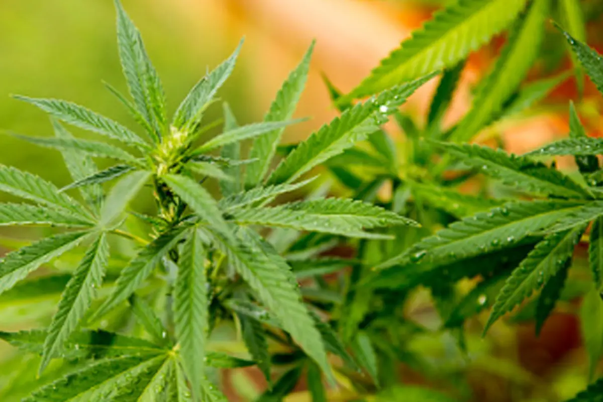 Waspada, Indonesia Darurat Ganja di Instagram