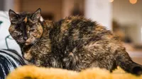 Flossie Kucing Tertua yang Masih Hidup (Sky News)