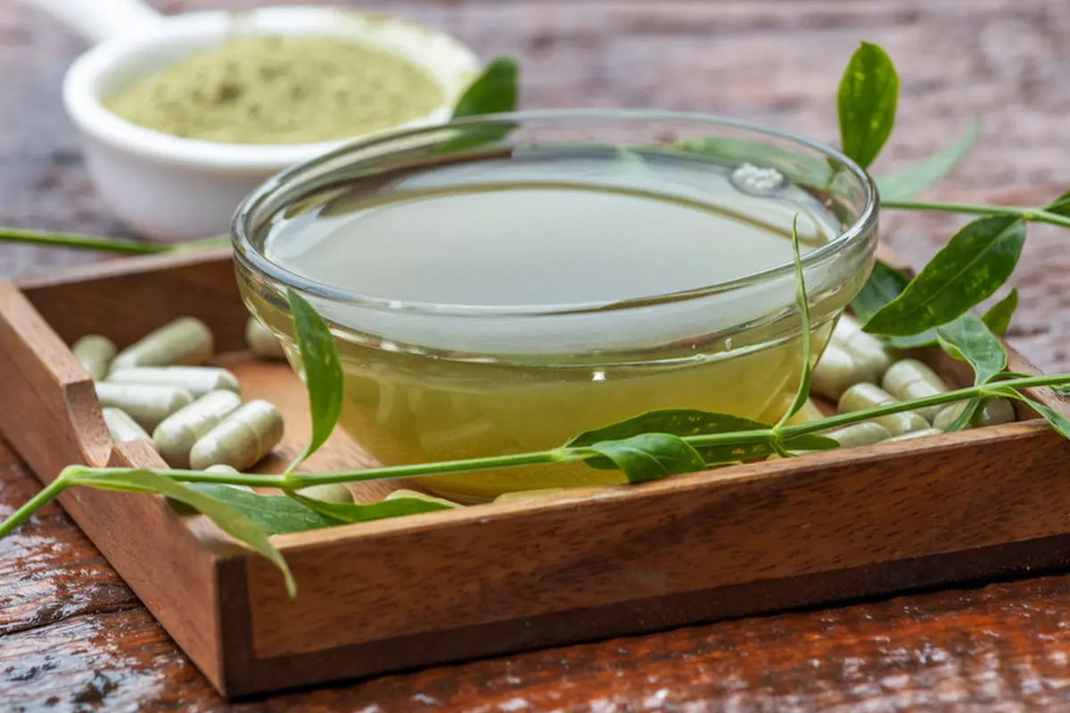 daun sambiloto pil obat alami jamu tradisional