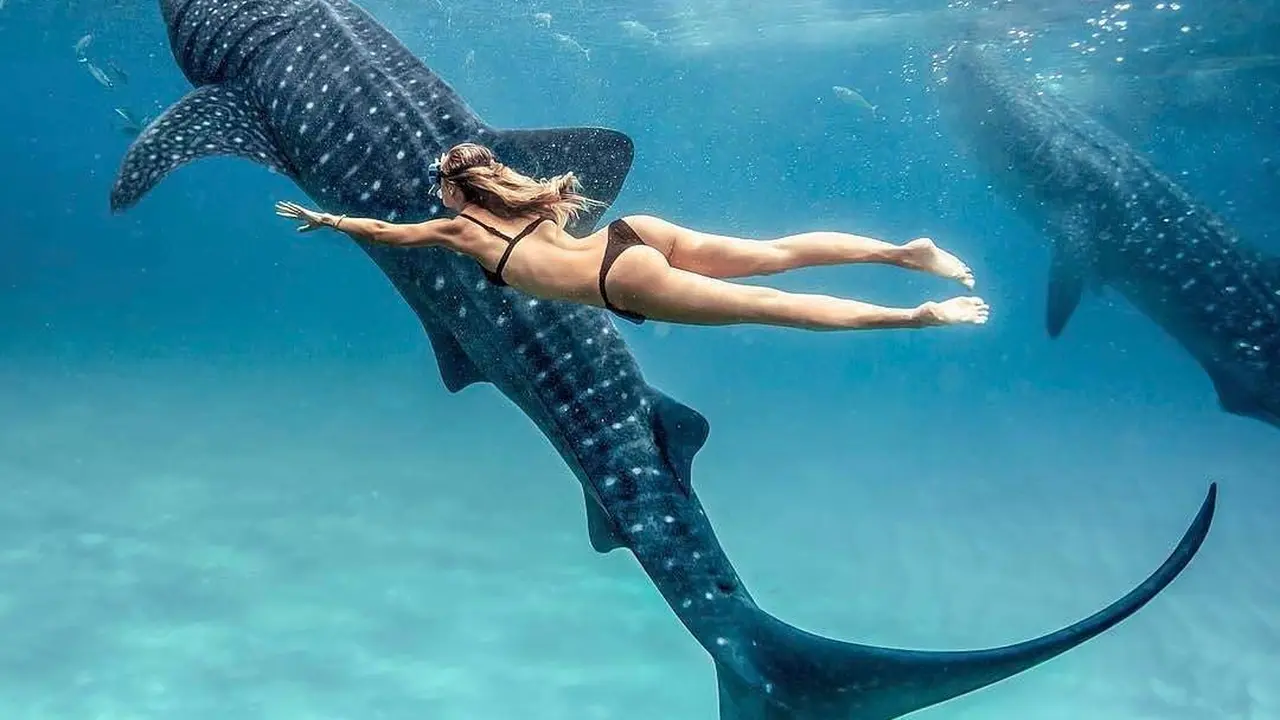 [Bintang] Diving