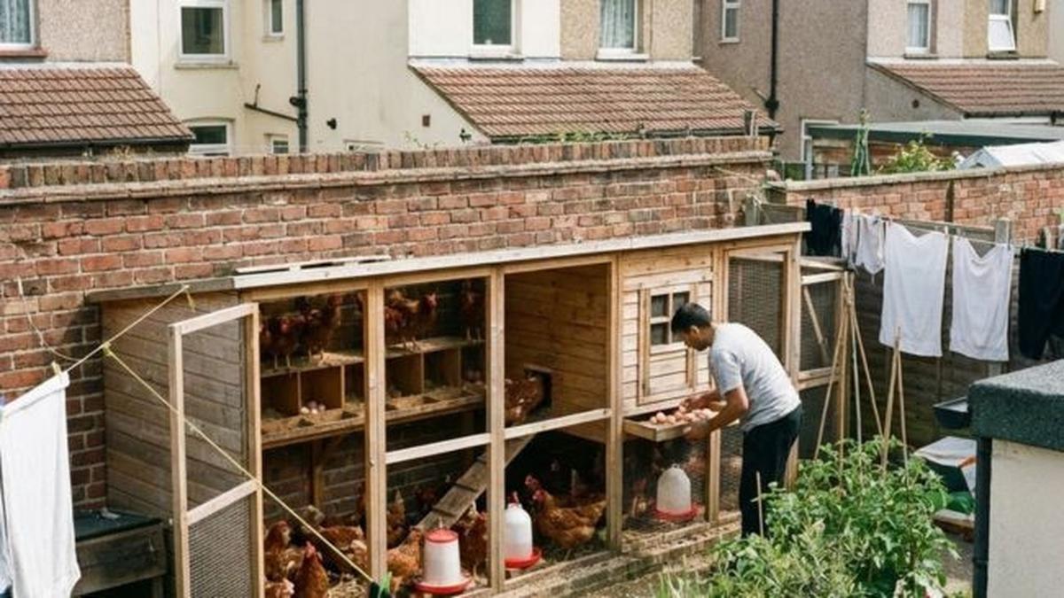 10 Ide Usaha Ternak yang Cocok untuk Lahan Sempit di Perkotaan, Anti Bau Tak Bikin Sekitar Terganggu