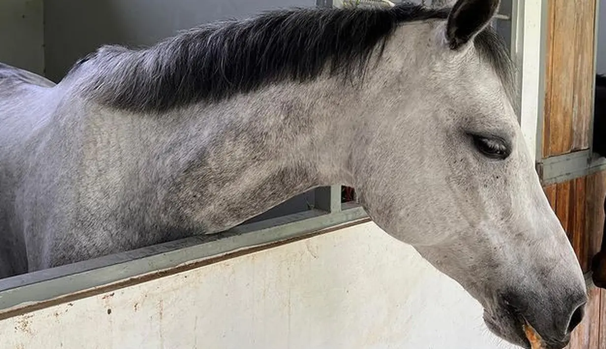 Artis yang melejit dari sinetron Cinta Fitri itu langsung panik melihat istri jatuh dari kuda. Ia langsung lompat ke tempat latihan hingga HP dalam sakunya terlempar.  "Langsung loncat ke tempat latihan dan ga nyadar hp yg dipegang sampai kelempar ke dada mas2 sebelah saya (maaf ya mas)," sambung pria kelahiran berdarah Aceh ini. [Instagram/shireensungkar]