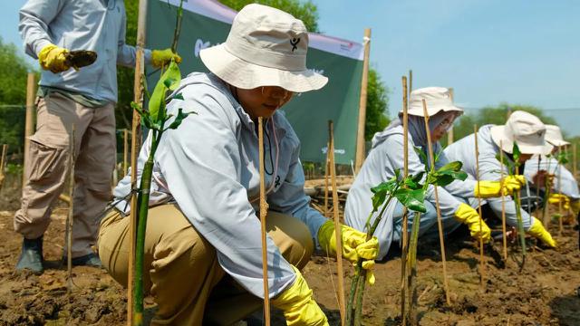 Penanaman mangrove di Semarang Mangrove Center (SMC) pada beberapa waktu lalu. (Sumber: Telkom)