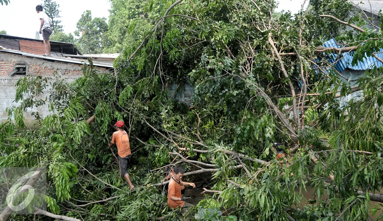 Pohon roboh menutup saluran Air di Tanah Baru, Srengseng Sawah, Jakarta, Jumat (2/9). Tumbangnya sejumlah pohon dikarenakan hujan yang disertai angin kemarin malam. (Liputan6.com/Yoppy Renato)