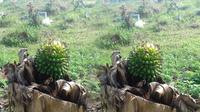 Pohon pisang yang disebut beraroma mistik. (Liputan6.com/Achmad Sudarno)