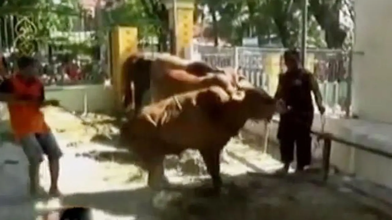 Segmen 1: Sapi Kurban Ngamuk hingga Arus Balik Liburan