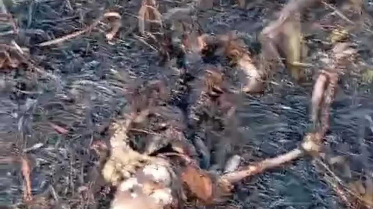 Kerangka manusia yang ditemukan di lahan kosong Kampung Rawa Banteng, Desa Lambangjaya, Tambun Selatan, Kabupaten Bekasi, Jawa Barat, Rabu, 4 September 2024. (Istimewa)