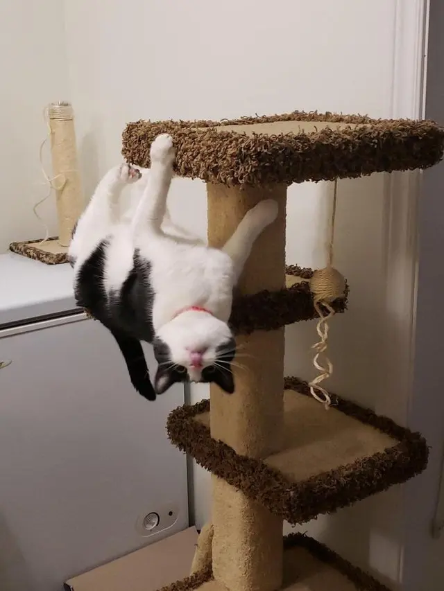 10 Tingkah Kucing Dengan Tubuh Lentur Bak Master Yoga