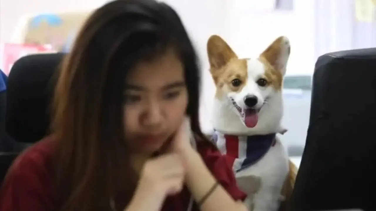 Unik, Perusahaan Ini Suruh Pegawainya Bawa Anjing Saat Bekerja