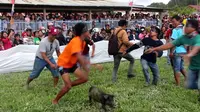Memperingati hari jadi ke-18 Kabupaten Mamasa, pemkab setempat menggelar lomba menangkap babi yang digelar di samping aula Gereja  Toraja Mamasa (GTM), Desa Buntubuda, Kecamatan Mamasa. (Liputan6.com/ Abdul Rajab)