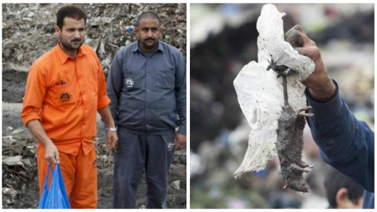 Tikus Pembunuh di Pakistan