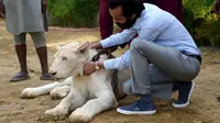Memelihara singa di Pakistan adalah bukti seseorang kaya raya (AFP Photo)