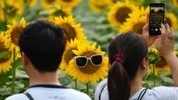 Pengunjung menikmati pemandangan ladang bunga matahari di sana. (Photo by Jade Gao / AFP)