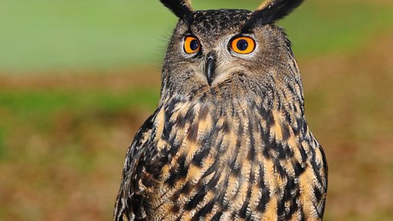 Ciri Khusus Burung Hantu