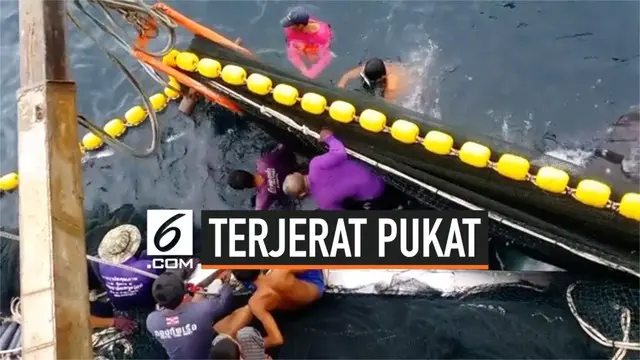 Seekor hiu paus terjerat pukat nelayan di lepas pantai provinsi Satun, Thailand. Nelayan berhasil melepas hiu kembali ke tengah laut setelah 20 menit kemudian.