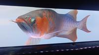 Ikan Arwana Atau Ikan Naga Jenis Super Red. (Jumat, 29/07/2022). (Yandhi Deslatama/Liputan6.com).