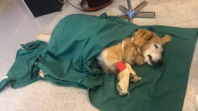 Habiskan Rp 750 Juta, Begini Perjuangan Gadis Kloning Anjing Kesayangannya