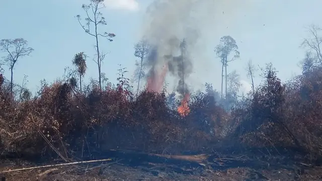 Kebakaran lahan di Pulau Rupat yang melumat hampir seribu hektar lahan gambut sejak akhir Januari 2019