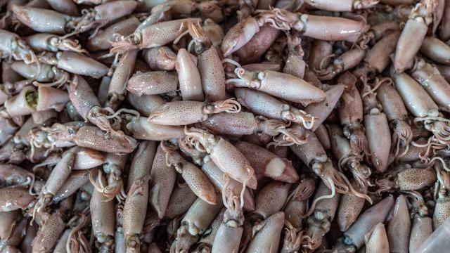 Ilustrasi resep masakan, cumi-cumi