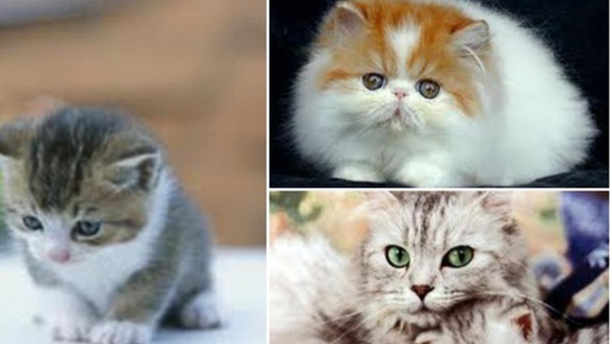 Wow, Ada Batman Yang Menyelamatkan Kucing