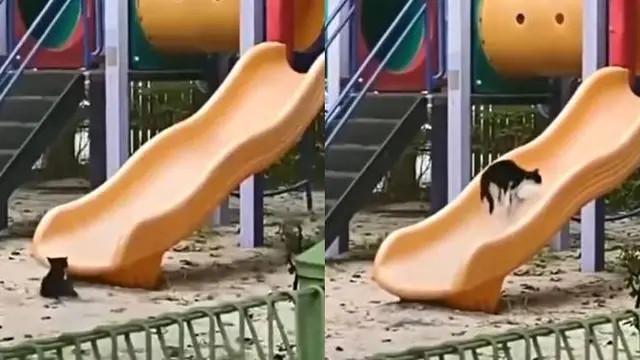 6 Potret Hewan Main Perosotan Ini Kocak, Tampak Gembira Bak Manusia