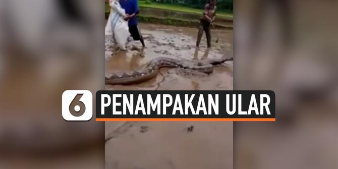 VIDEO: Detik-Detik Warga Berhasil Tangkap Ular Piton Sepanjang 7 Meter