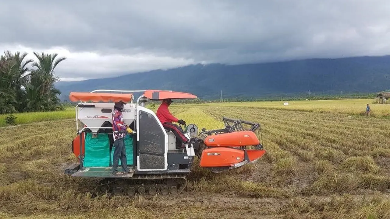 Lahan padi dan jagung di Merauke. (Dok Kementan)