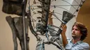 Laboratorium Italia, Zoic, yang mendapatkan Barry pada akhir tahun lalu, melanjutkan proses restorasi pada kerangka dinosaurus tersebut. Kerangka ini memiliki tinggi sekitar 2,1 meter dan panjang sekitar 5 meter. (Dimitar DILKOFF / AFP)