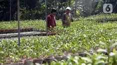 Pembeli memilih anggrek jenis dendrobium di tempat pembibitan budi daya anggrek, Pocis, Kecamatan Setu, Tangerang Selatan, Banten, Senin (31/8/2020). Anggrek dendrobium pesanan pembeli akan dikirim ke berbagai daerah, kebanyakan pemesan dari Kalimantan dan Sulawesi. (merdeka.com/Dwi Narwoko)