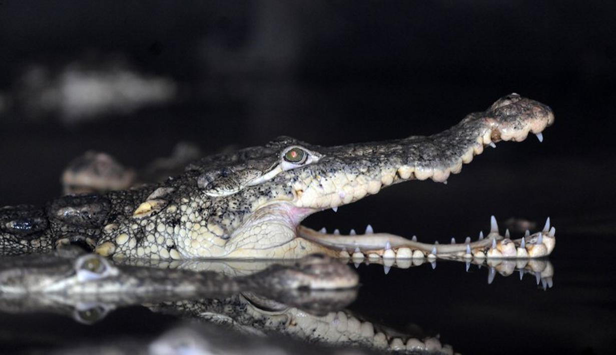 Buaya merupakan salah satu hewan purba yang tersisa di bumi ini. Diperkirakan telah hidup sejak 220 juta tahun yang lalu. Buaya masih banyak ditemukan hampir di seluruh kepulauan Indonesia.(AFP Photo / Orlando Sierra)
