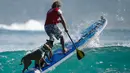 Chris de Aboitiz menerjang ombak dengan menggunakan papan selancar ditemani oleh kedua anjing peliharaannya di lepas pantai Palm, Sydney , (18/2). Millie (tengah) dan Rama adalah nama dari kedua anjing Chris. (REUTERS / Jason Reed)